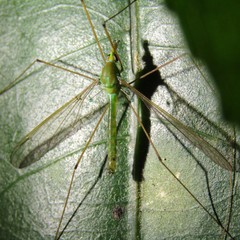 Leptotarsus holochlorus