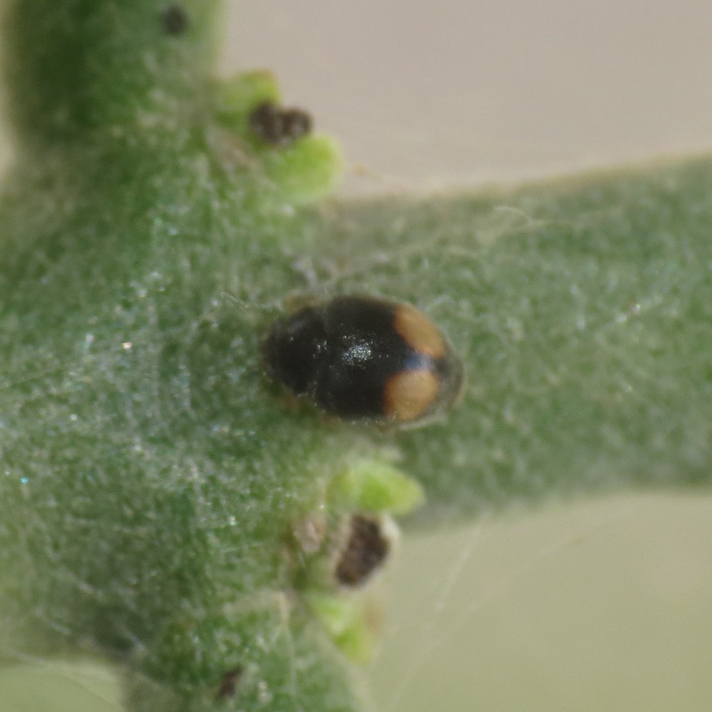 Nephus quadrarius
