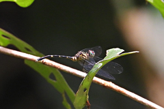 Nannophlebia eludens