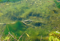 Cyprinodon nevadensis shoshone
