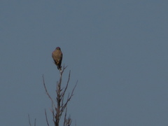 Falco tinnunculus