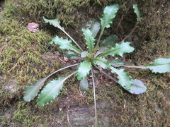 Micranthes micranthidifolia