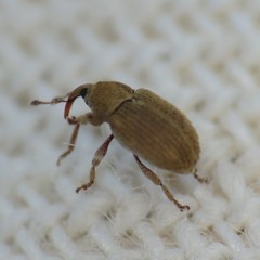 Tychius