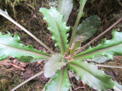 Micranthes micranthidifolia