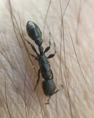 Pseudomyrmex lynceus
