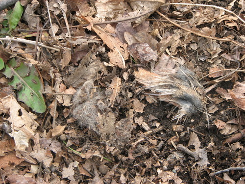 Coyote photographed in Delaware