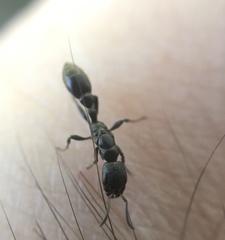 Pseudomyrmex lynceus