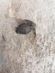 Triatoma infestans