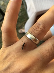 Pseudomyrmex lynceus