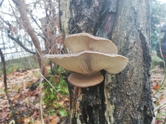 Pleurotus ostreatus