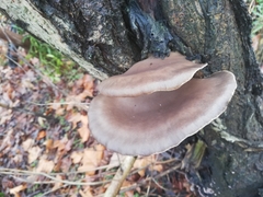Pleurotus ostreatus