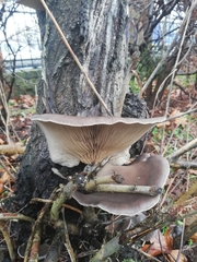 Pleurotus ostreatus
