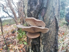 Pleurotus ostreatus