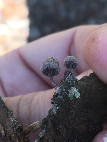 Mycena meliigena — no rights reserved