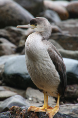 Phalacrocorax punctatus oliveri