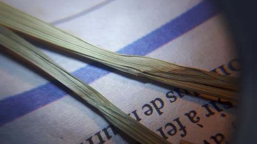 Image of Carex projecta by no rights reserved