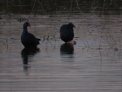 Porphyrio porphyrio