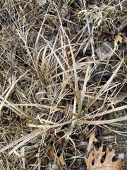 Carex muskingumensis