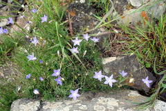 Wahlenbergia graniticola