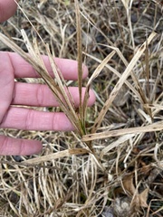 Carex muskingumensis