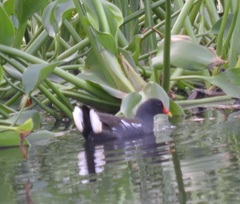 Gallinula chloropus