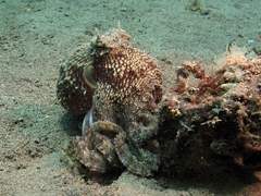 Amphioctopus marginatus