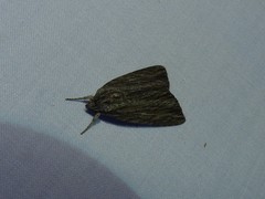 Acronicta lithospila