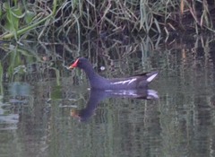 Gallinula chloropus