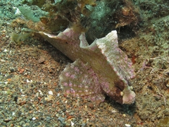 Ablabys macracanthus