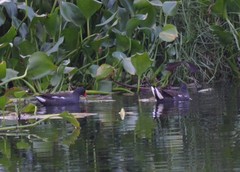 Gallinula chloropus