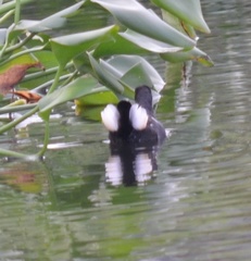 Gallinula chloropus
