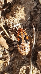 Spilostethus taeniatus