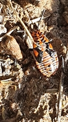 Spilostethus taeniatus