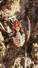 Spilostethus taeniatus