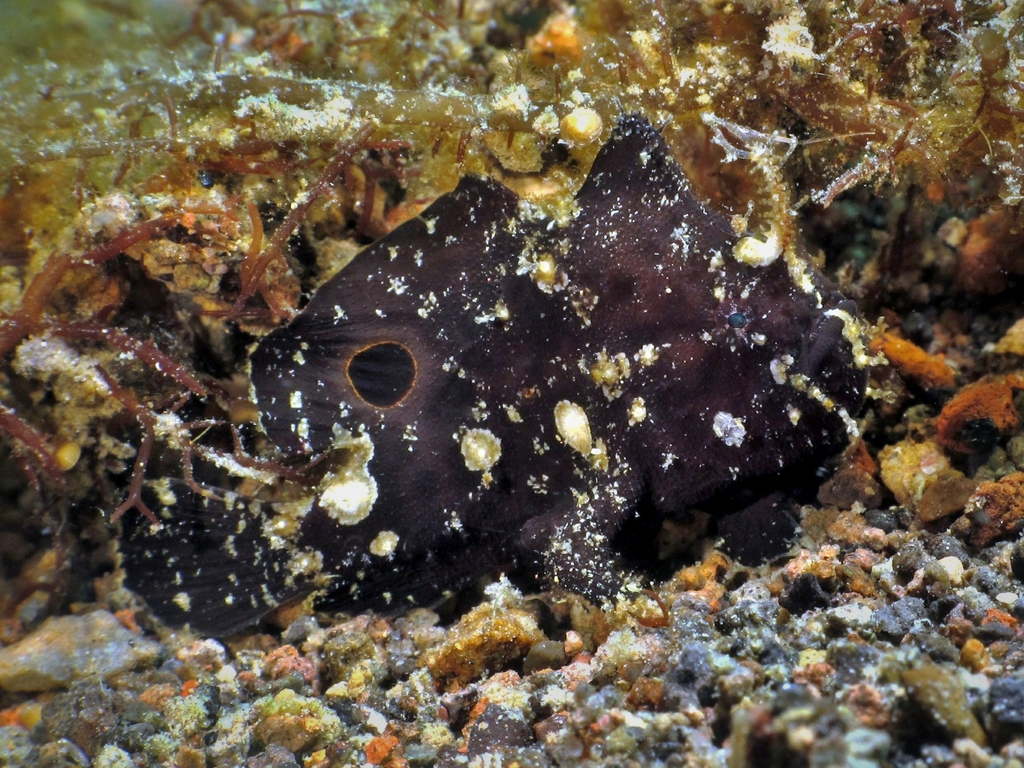Nudiantennarius