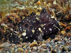 Nudiantennarius subteres