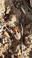 Spilostethus taeniatus