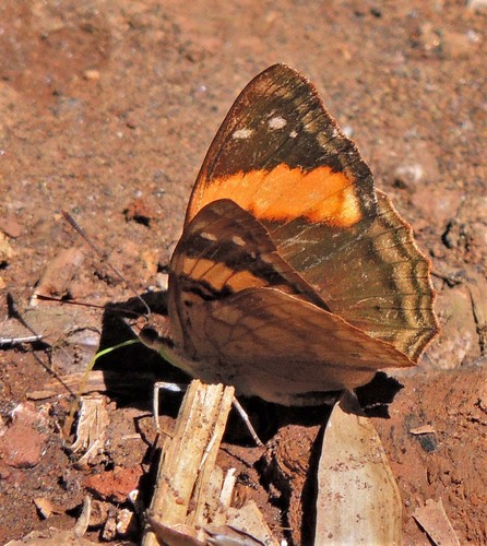 Agathina Emperor