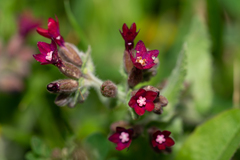 Anchusa hybrida