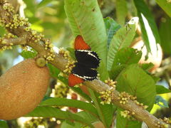 Siproeta epaphus epaphus