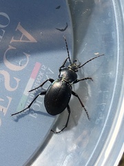 Carabus convexus