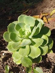 Aeonium canariense