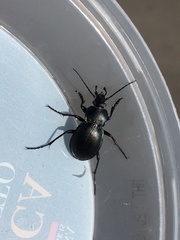 Carabus convexus