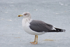 Lesser Black-backed Gull - Photo (c) zametnya, some rights reserved (CC BY-NC)