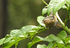 Conirostrum cinereum fraseri