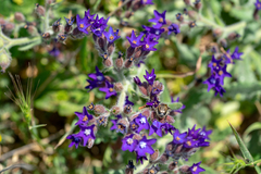 Anchusa hybrida