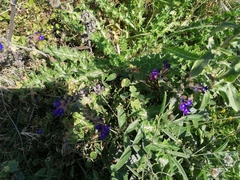 Anchusa hybrida