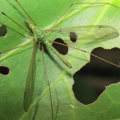 Leptotarsus holochlorus