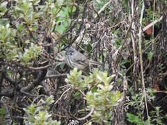Anairetes parulus aequatorialis