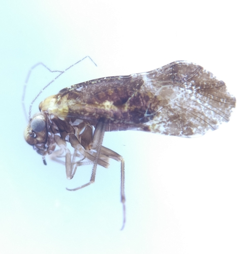 Loensia pearmani
